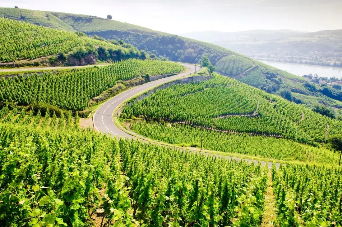 Upper Northern Rh&ocirc;ne vineyard landscape
